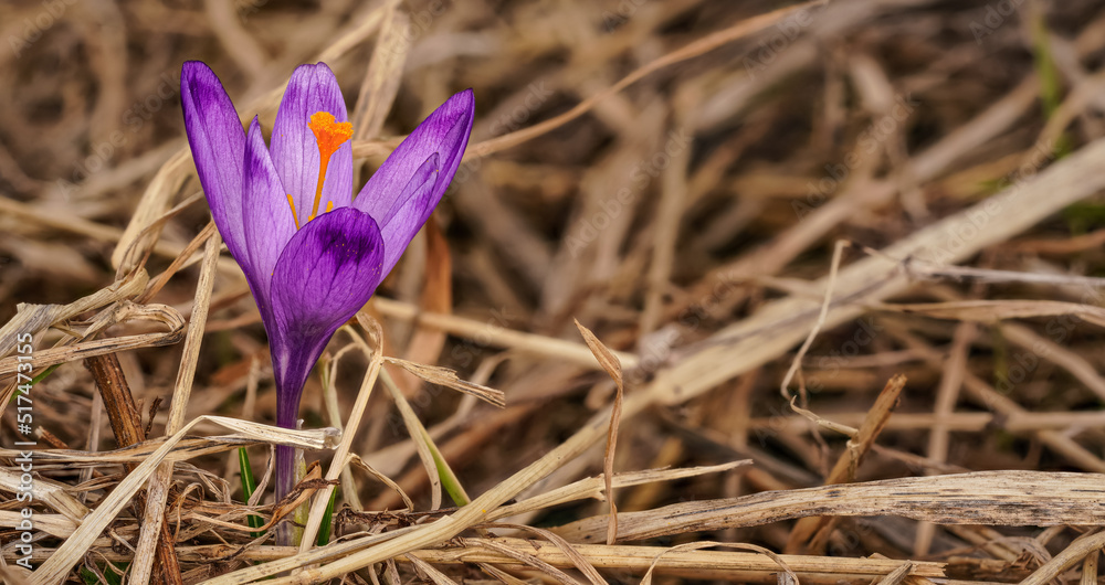 Wild purple and yellow iris ( Crocus heuffelianus ) flower growing in shade, dry grass and leaves around Wild purple and yellow iris ( Crocus heuffelianus ) flower growing in shade, dry grass and leaves around