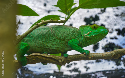 Parson's chameleon - Calumma parsonii - standing on tree branch, closeup detail photo