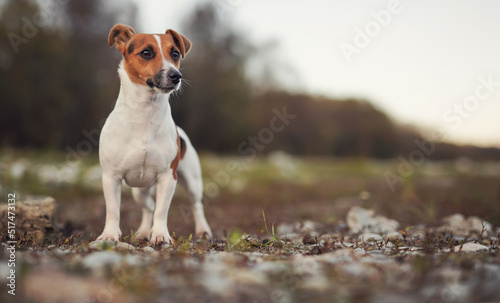 Fototapeta Naklejka Na Ścianę i Meble -  Small Jack Russell terrier standing on ground with some grass and rocks, closeup front view, blurred background