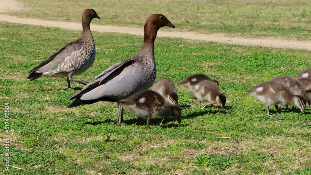 Mother and Father wood duck with ducklings feeding in the grass on a sunny day Mother and Father wood duck with ducklings feeding in the grass on a sunny day