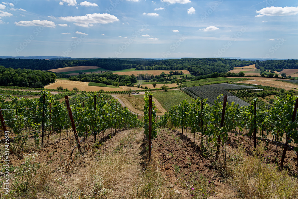 Vine rows, view of vineyards in Kraichgau, Germany with beautiful panorama.