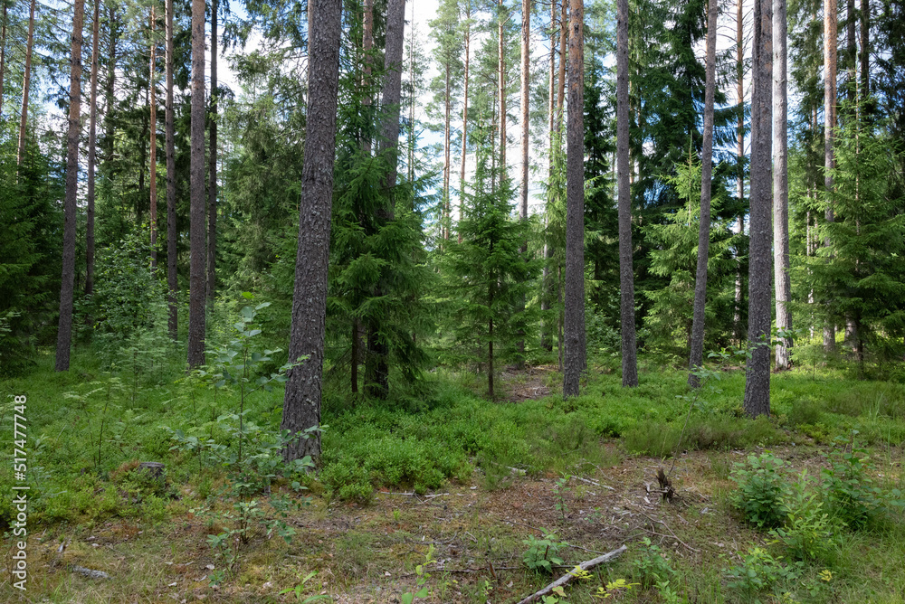 Obraz premium trees in the forest