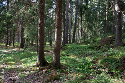 trees in the forest