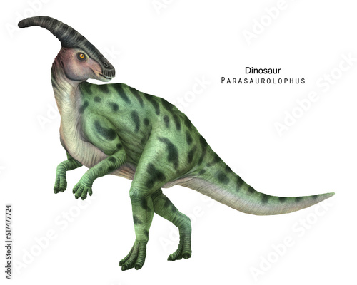 Fototapeta Naklejka Na Ścianę i Meble -  Parasaurolophus illustration. Green Dinosaur, herbivorous ornithopod