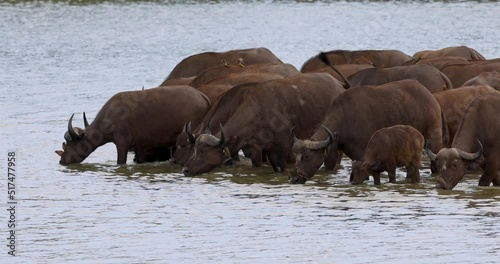 Herd of African Buffalo or Cape Buffalo in protected natural habitat in an East Africa national park photo