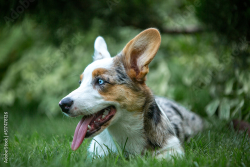 Welsh Corgi Cardigan with blue eyes