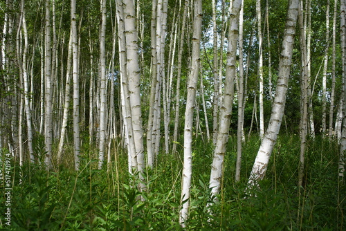 Birch is a broadleaved deciduous hardwood tree of the genus Betula in the family Betulaceae