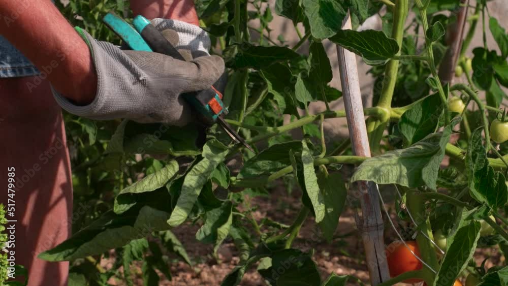 Mains d'homme avec des gants qui coupe avec un sécateur les feuilles d'un plant de tomate.