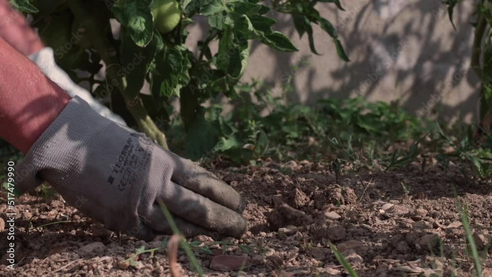Mains d'homme avec des gants de jardinage qui creuse la terre avec une pelle, il plante et remet de la terre par dessus.