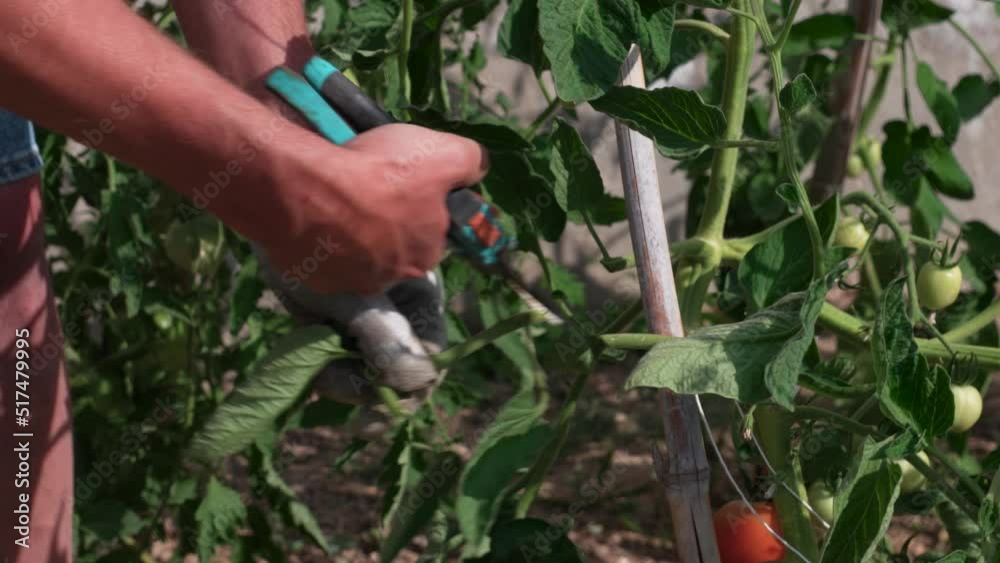 Mains d'homme qui coupe avec un sécateur les feuilles d'un plant de tomate.