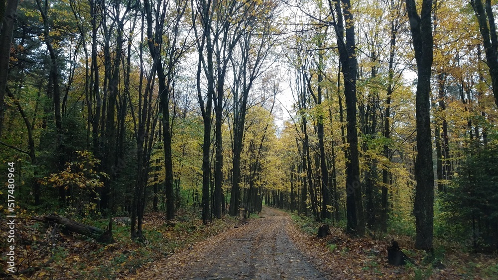 path in the woods