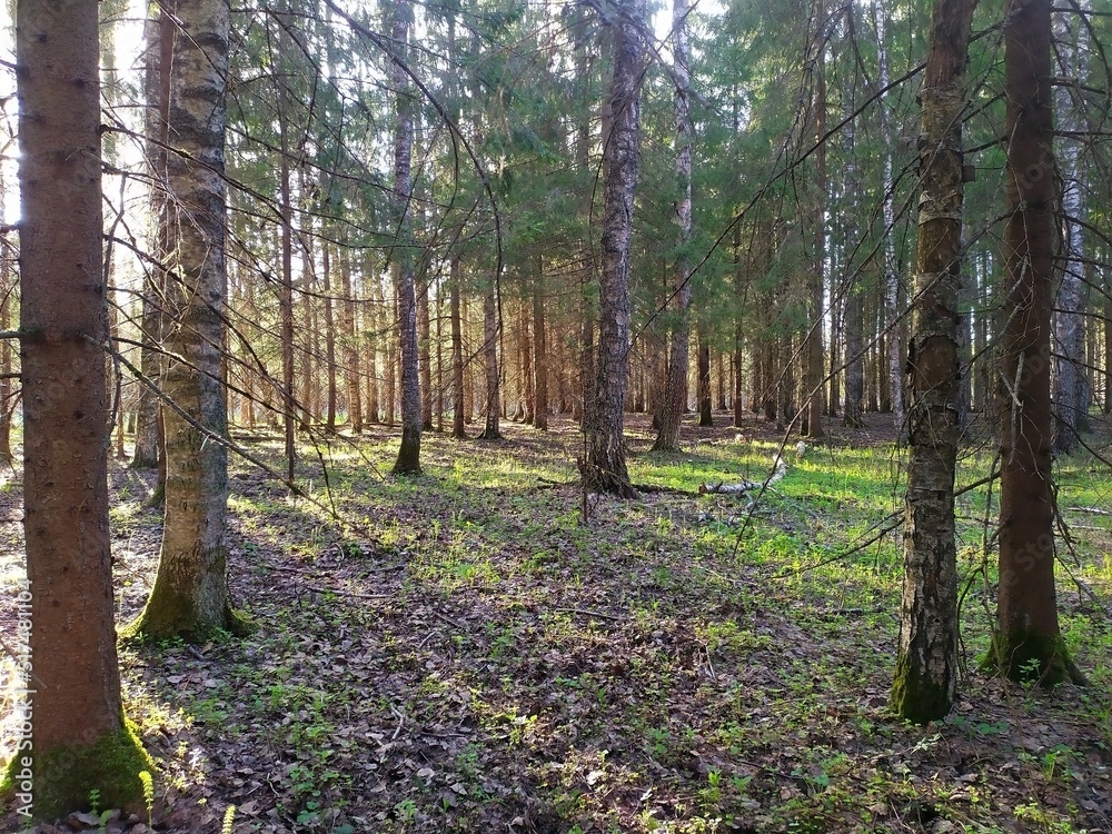 Sunlight and mixed green forest, summer nature Sunlight and mixed green forest, summer nature