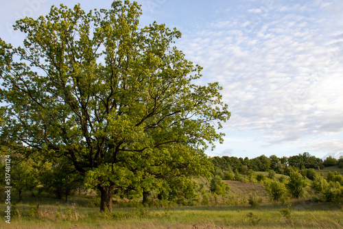 Green oak tree, hills and blue sky with cumulus small fluffy clouds. Natural background. Spring summer landscape. Low view. Copy space