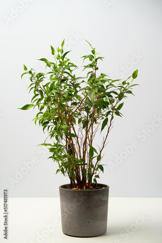 House plantof Ficus benjamina on grey pot. photo