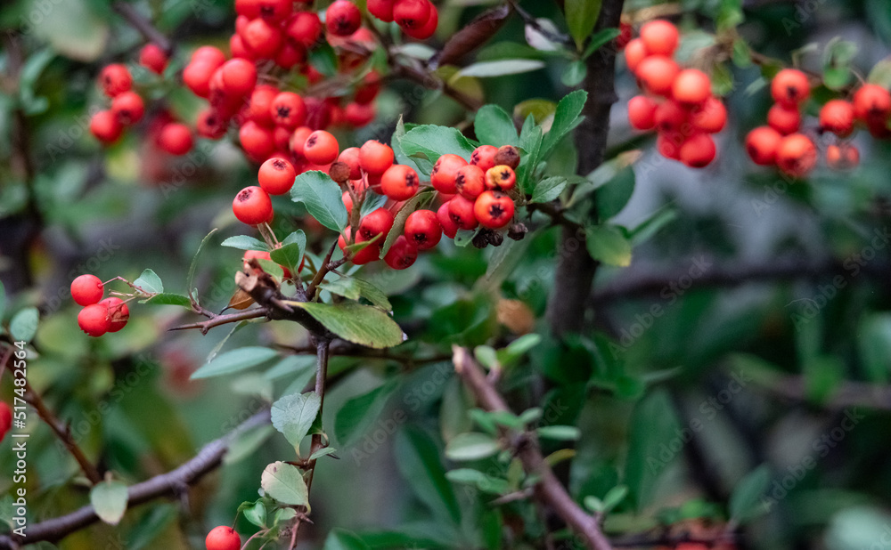 Holly, red berries. Holly fruits ripe on the branches of an ornamental shrub. Red berries in close-up.