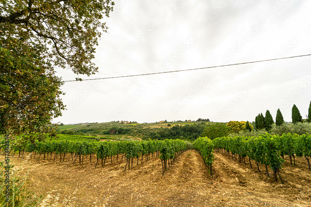 Obraz premium Weinstöcke