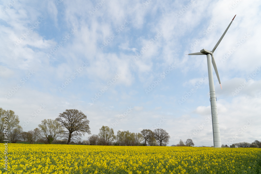 Windmill on a canola field with yellow rapeseed flowers, cultivated for rapeseed oil harvest with blue sky and white clouds. In northern Germany Windmill on a canola field with yellow rapeseed flowers, cultivated for rapeseed oil harvest with blue sky and white clouds. In northern Germany
