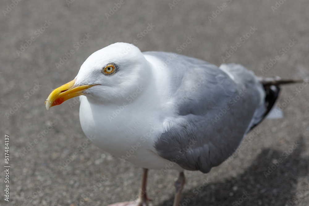 A Herring Gull, Larus argentatus close up in Newquay, Cornwall, England A Herring Gull, Larus argentatus close up in Newquay, Cornwall, England
