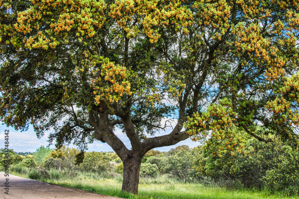 Fototapeta premium Majestic Tree in the middle of nature. 