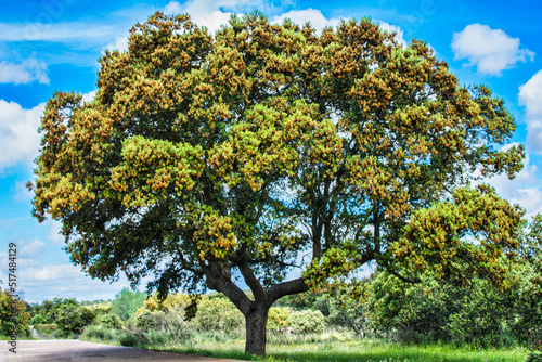 Majestic Tree in the middle of nature. Big Oak. Sustainability concept photo