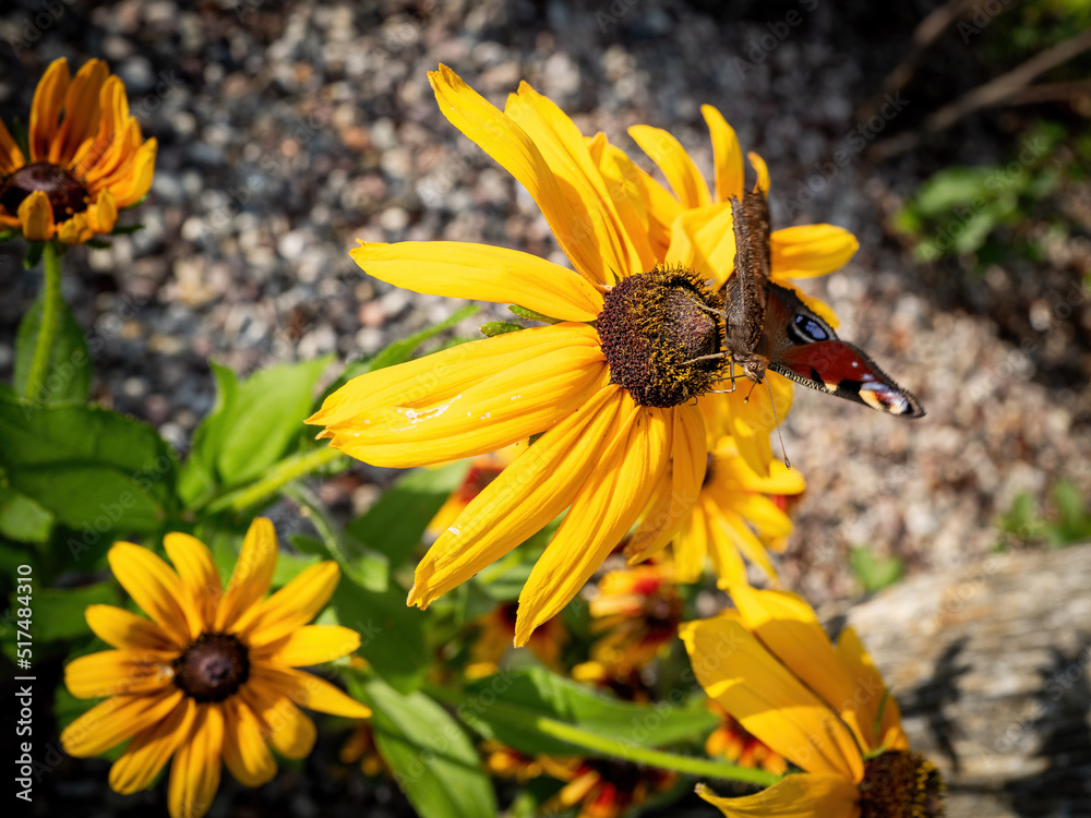 bee on yellow flower
