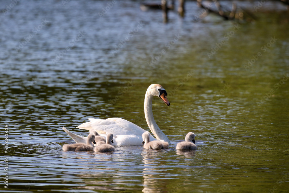 Mute swan with cygnets, London, UK Mute swan with cygnets, London, UK