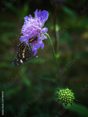 butterfly on flower