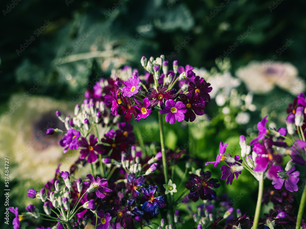 Obraz premium flowers in the garden