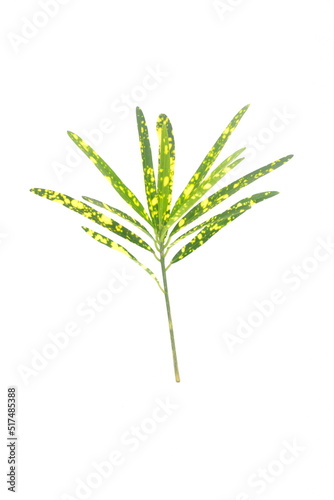 Yellow and green gold dust croton stem cutting and leaves isolated on white background. Tropical ornamental plant greenery for bouquet and flower arrangement.