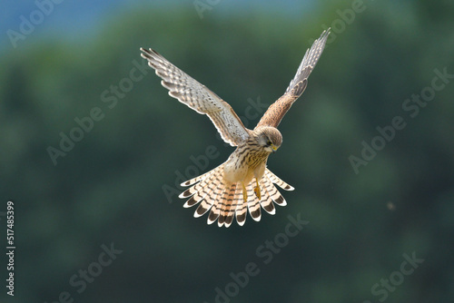 Foto Turmfalke rüttelt