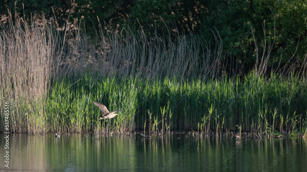 Obraz premium Bittern Ardeadae Boturinae in low flight over lake in wetlands landscape in Spring