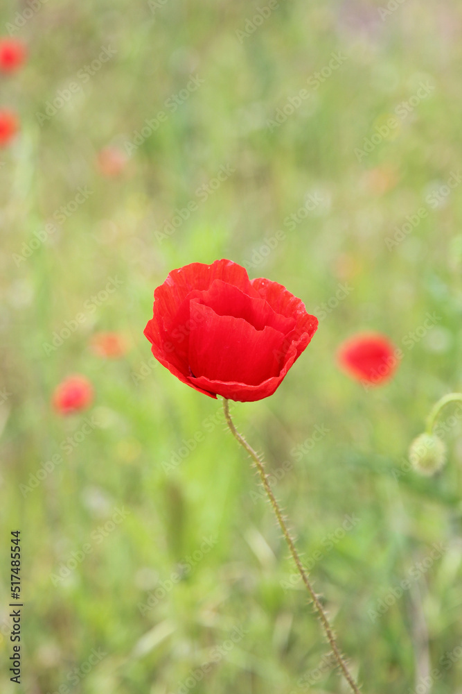 Fototapeta premium bright red poppy on the slope of the Black Sea coast
