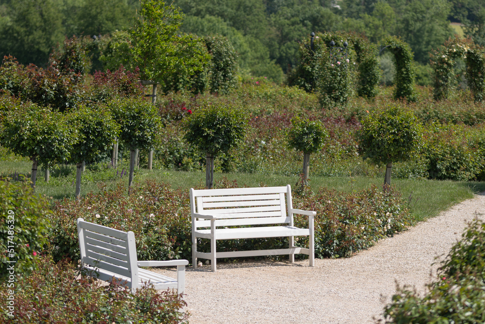 Two garden benches on a footway in front of green rose bushes in springtime Two garden benches on a footway in front of green rose bushes in springtime