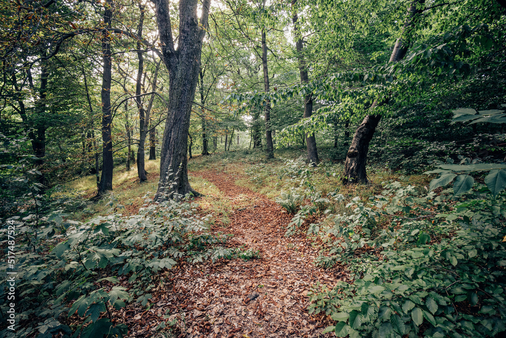 Fototapeta premium Wanderpfad führt durch den grünen Mischwald