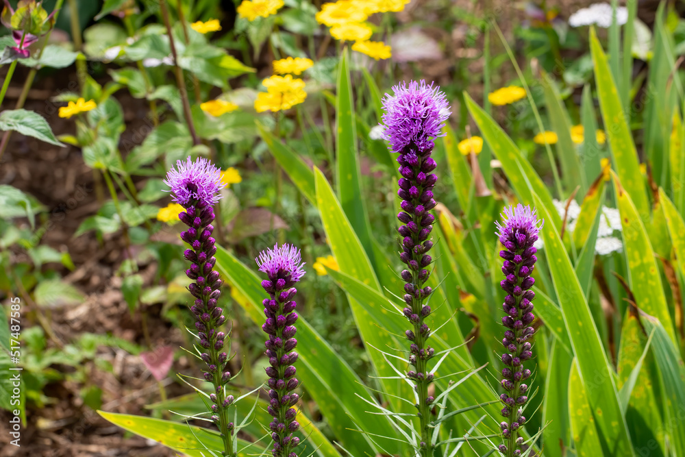 The dense blazing star (Liatris spicata) or prairie feather. Herbaceous perennial flowering plant native to eastern North America The dense blazing star (Liatris spicata) or prairie feather. Herbaceous perennial flowering plant native to eastern North America