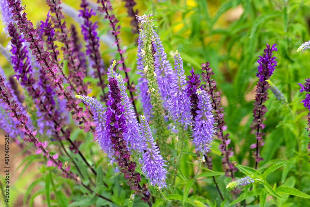 The Spiked speedwell (Veronica spicata) is an easy-care perennial with long-lasting blue-violet flowers