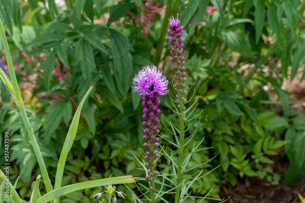 The dense blazing star (Liatris spicata) or prairie feather. Herbaceous perennial flowering plant native to eastern North America The dense blazing star (Liatris spicata) or prairie feather. Herbaceous perennial flowering plant native to eastern North America