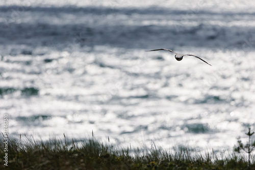 seagull flying over the sea