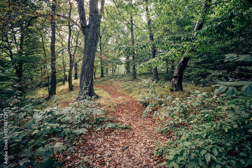 Wanderpfad führt durch den grünen Mischwald