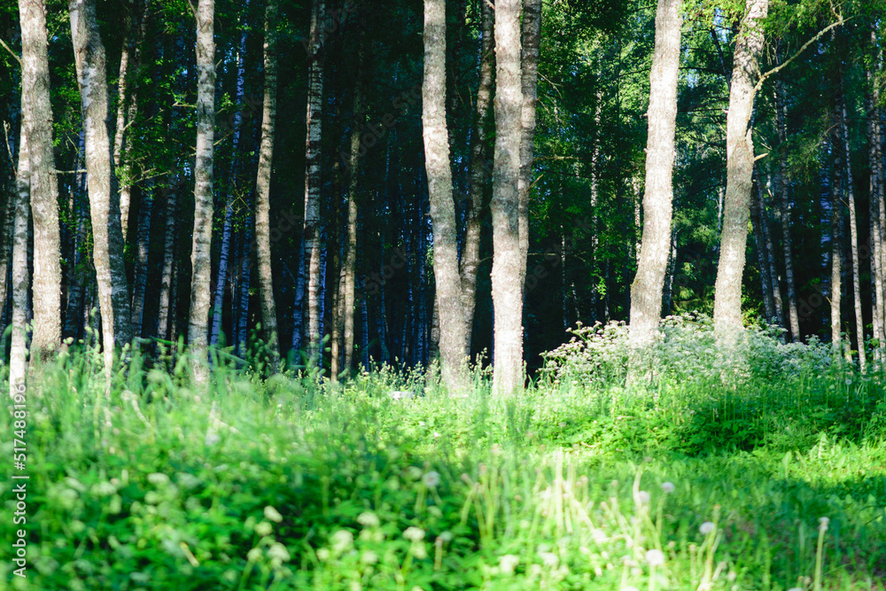 Birch grove in the morning sunlight Birch grove in the morning sunlight