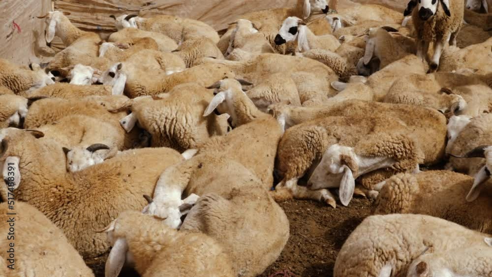 Sardi sheep wait peacefully to be sold at the animal market in Guelmim, South Morocco. Sold for the annual festival of eid al-Adha. 4k animal background footage. Sardi sheep wait peacefully to be sold at the animal market in Guelmim, South Morocco. Sold for the annual festival of eid al-Adha. 4k animal background footage.