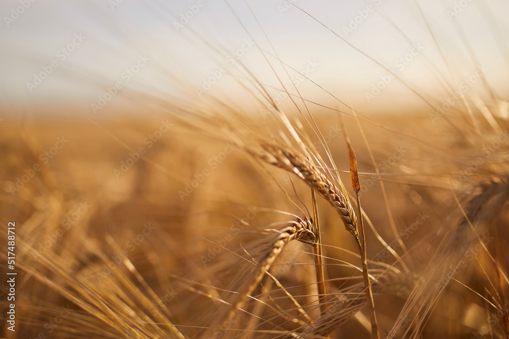 Close-up of barley. Cereal plant on agricultural field at golden sunset.. Close-up of barley. Cereal plant on agricultural field at golden sunset..