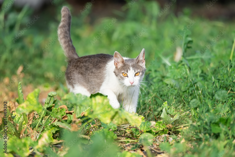 Cute cat playing in the park on rainy day.. Cute cat playing in the park on rainy day..