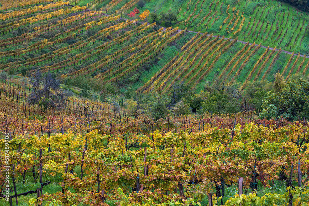 Autumn Colours in Vineyards of Goriscka Brda Slovenia at Bad Weather