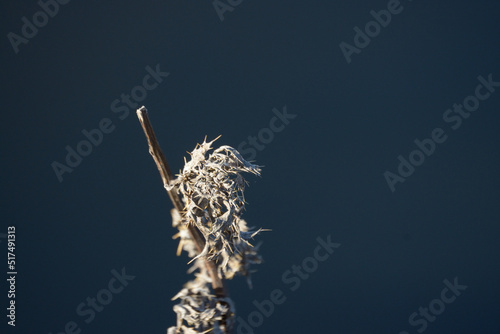 isolatet fern on blue background