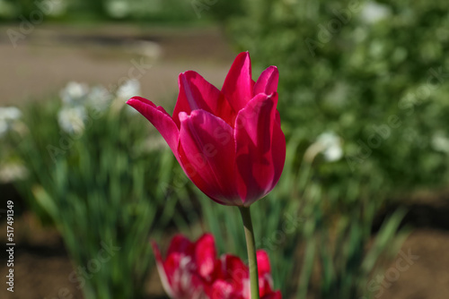 Beautiful red tulip growing in garden  closeup. Spring season