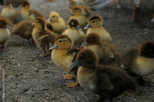 Group of cute fluffy ducklings in farmyard © New Africa