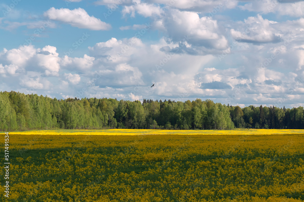 A rapeseed field in front of cumulus clouds and falcon above a forest against the sky by summer day