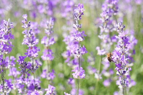 Beautiful lavender flowers growing in field, closeup