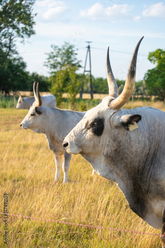 Fotografi hungarian grey cattle